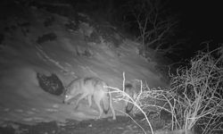 Fotokapana yansıyan yaban hayatında bahar hareketliliği