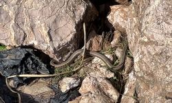 Yüksekova’da Dikkat Çeken Görüntü: ‘Yılan Pınarı’ Brezilya’daki Yılan Adası’nı Andırıyor