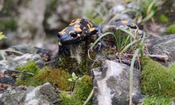 Erzincan’da Baharla Doğa Canlandı