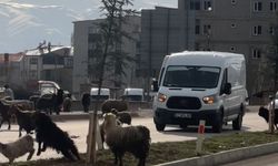 Hakkari’de İlginç Trafik: Koyun Sürüsü Yolu Kapattı, Sürücüler Bekledi