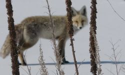 Ardahan’da Kar Üzerinde Dinlenen Tilki Görüntülendi