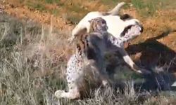 Malatya Hekimhan’da Vaşak ile Köpek Kavgası