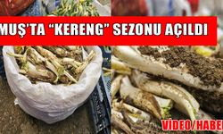 Muş’ta kenger satışı başladı: Kilosu 180 TL