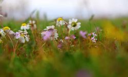 Elazığ’da Leylekler Geri Döndü: Karasaz Köyü Baharla Canlandı