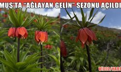 Muş’ta ters laleler görsel şölen sunuyor