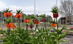 Ters Laleye Dokunmanın Bedeli 700 Bin Lira: Yılda Sadece 20 Gün Açıyor