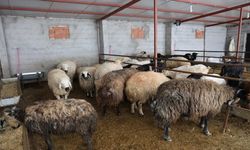 Elazığ’da Kurbanlık Satışları Başladı