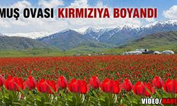 Muş Ovası’nda kırmızıya büründü: Tescilli endemik şölen başladı