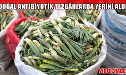 Muş’ta doğal antibiyotik gülük otu satışa çıktı