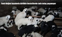 Erzincan’da kuzulama dönemi başladı: Besicilerde tatlı telaş