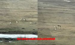Ardahan’da kurt sürüsü kameraya yansıdı