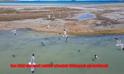 Doğanın Sessiz Misafiri Van Gölü’nde Görüldü