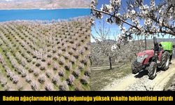 Elazığ’da Badem Üreticileri Verimli Sezon Bekliyor