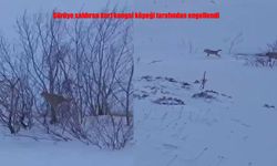 Erzurum’da sürüye saldıran kurtlara kangal köpekleri engel oldu