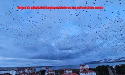 Tatvan semalarında sığırcıkların dansı büyüledi