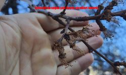 Erzincan’da Zirai Don Kayısı Ağaçlarını Etkiledi