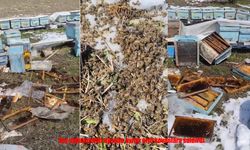 Kış Uykusundan Uyanan Ayılar Arılı Kovanlara Saldırdı: 50 Kovan Zarar Gördü
