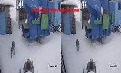 Ardahan’da Aç Kalan Vaşak Köye İndi: Güvenlik Kamerasına Yansıdı