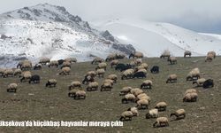 Yüksekova'da küçükbaş hayvanlar meraya çıktı
