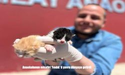 Van Tuşba’da Anaokulunda Doğan 6 Kedi Yavrusu İlgi Odağı Oldu