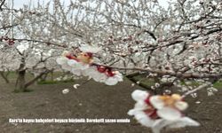 Kars’ta kayısı ağaçları çiçek açtı bereketli sezon beklentisi