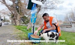 Sokak hayvanları için mama seferberliği sürüyor