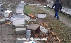 Ayı bir gecede 20 kovanı yok etti