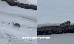 Soğuktan etkilenen tilkiyi elleriyle besledi