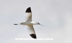 Göçmen kuşlar Van Gölü havzasını doldurdu