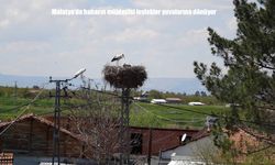 Malatya’da Leylek Hareketliliği Başladı