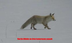 Karlı Arazide Tilkinin Av Mücadelesi Görüntülendi