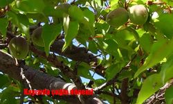 Malatya’da kayısıda çağla dönemi başladı: Üretici temkinli umutlu