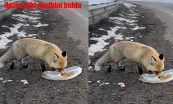 Erzurum’da aç tilkiyi sürücüler doyurdu