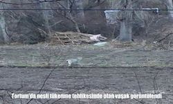 Tortum'da nesli tükenme tehlikesinde olan vaşak görüntülendi