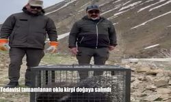 Hakkari’de Tedavisi tamamlanan oklu kirpi doğaya salındı