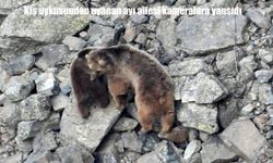 Baharla Birlikte Ortaya Çıktılar: Ayı Ailesi Kameralara Yansıdı