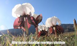 Oltu'da kurt kulakları meraları süslüyor