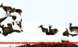 Erzincan’da dağ keçileri havadan görüntülendi