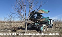 Iğdır'da 77 kiraz ağacı taşınarak kesilmekten kurtarıldı
