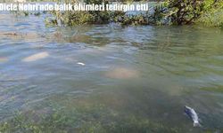 Dicle Nehri’nde balık ölümleri endişe yarattı