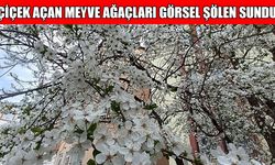 Muş’ta görsel şölen: Meyve ağaçları çiçek açtı