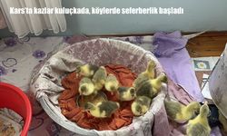 Kars'ta kazlar kuluçkada, köylerde seferberlik başladı