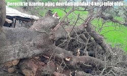 Derecik’te sağanak felaketi: Devrilen ağaç ağılı yıktı, 4 keçi telef oldu