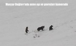 Munzur Dağları’nda anne ayı ve yavruları görüntülendi
