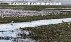 Yüksekova’da küçük akbalıkçıllar beslenirken görüntülendi