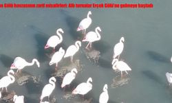 Van Gölü havzasının zarif misafirleri: Allı turnalar Erçek Gölü'ne gelmeye başladı