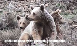 Tunceli'de anne ayı ve yavruları görüntülendi