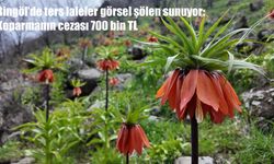 Bingöl'de ters laleler göz kamaştırıyor: Koparmanın cezası 700 bin TL