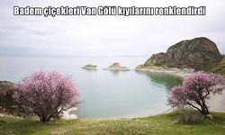 Van Gölü sahilleri baharla buluştu: Badem çiçekleri görsel şölen sunuyor