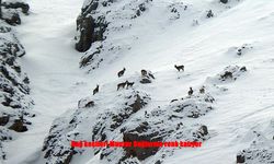 Munzur’un Zirvesinde Doğanın Sessiz Misafirleri Görüntülendi